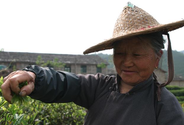 Dazhangshan Organic Farmers thé Dazhangshan Organic Farmers thé