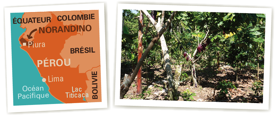 perou norandino cacao ethiquable perou norandino cacao ethiquable