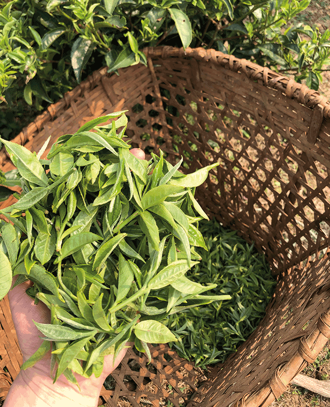 népal tinjure thé ethiquable