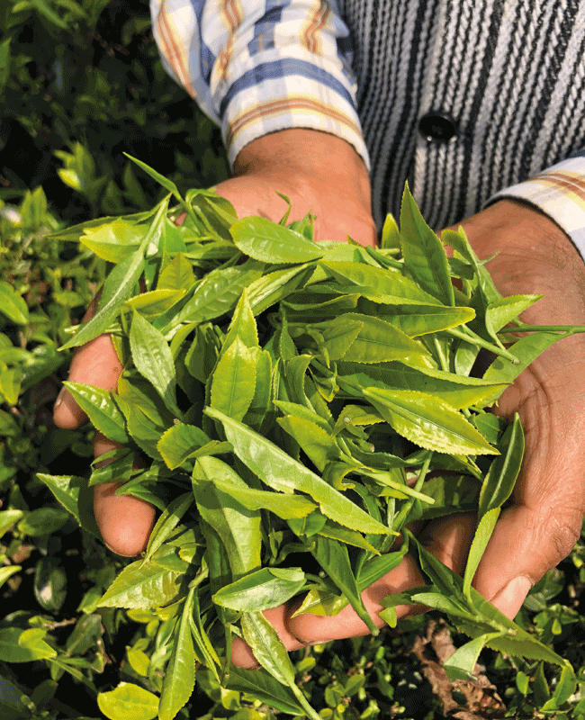 népal uccha pahadi ethiquable thé