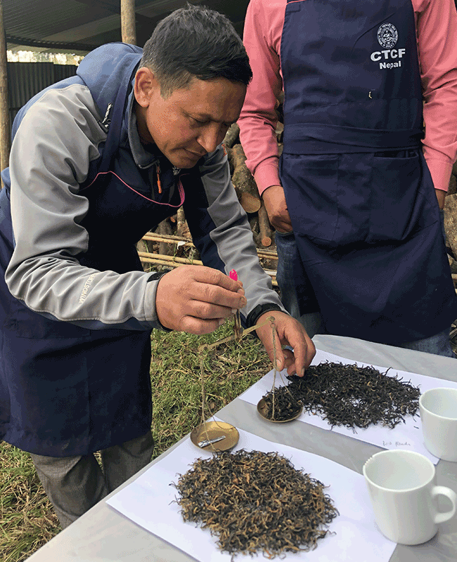 népal uccha pahadi ethiquable thé