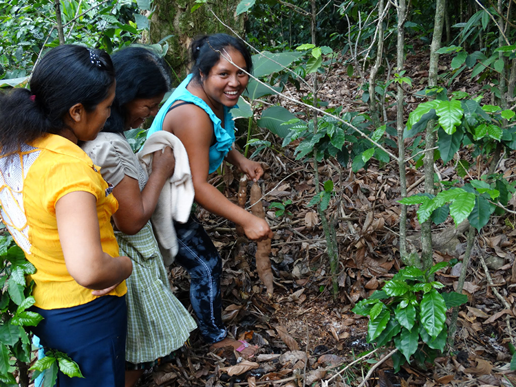 FECCEG guatemala sucre commerce équitable diversification