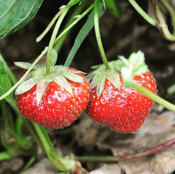 fraise bio equitable terretic