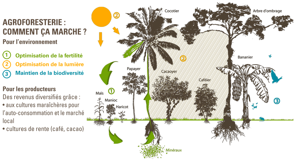 agroforesterie ethiquable