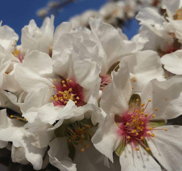 amandier en fleur smsa tunisie