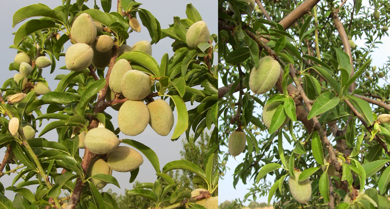 Amandes bio émondées crues entières de France - Direct producteur