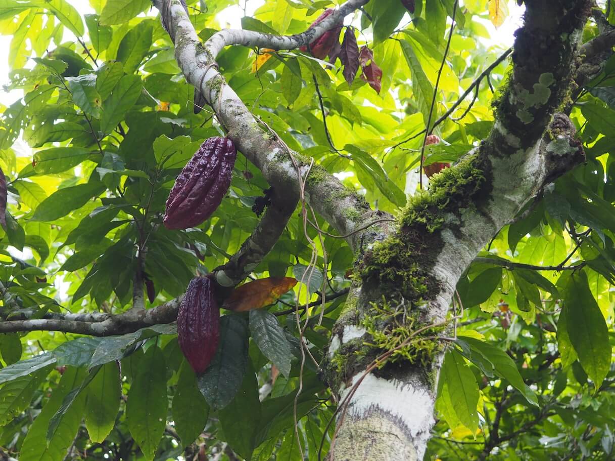 APEOSAE - Commerce équitable en Equateur - Cacao