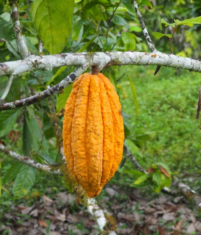 APEOSAE - Commerce équitable en Equateur - Cacao