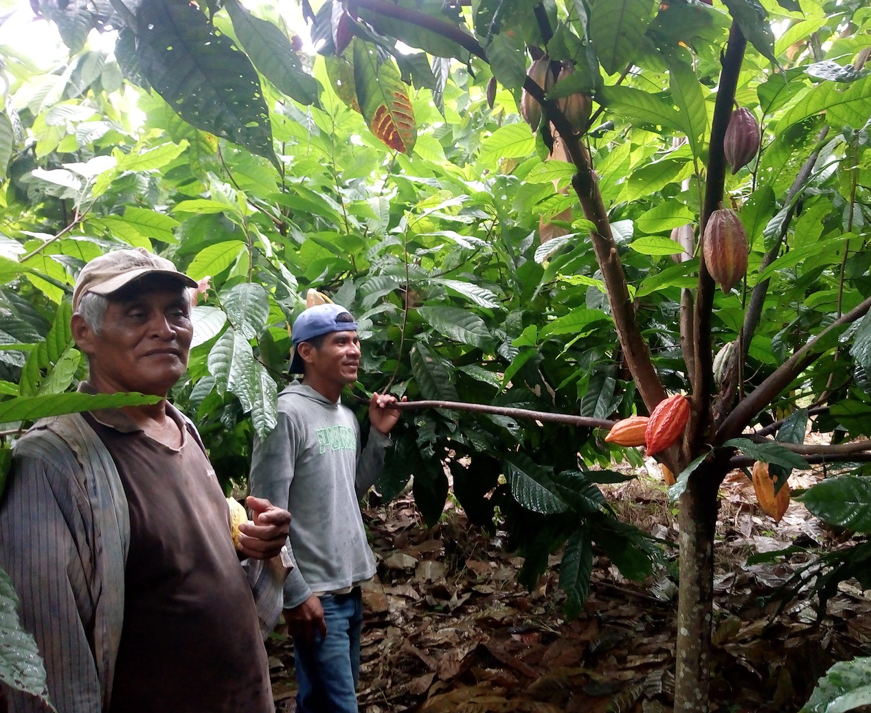 apodip-cacao-bio-equitable-78%