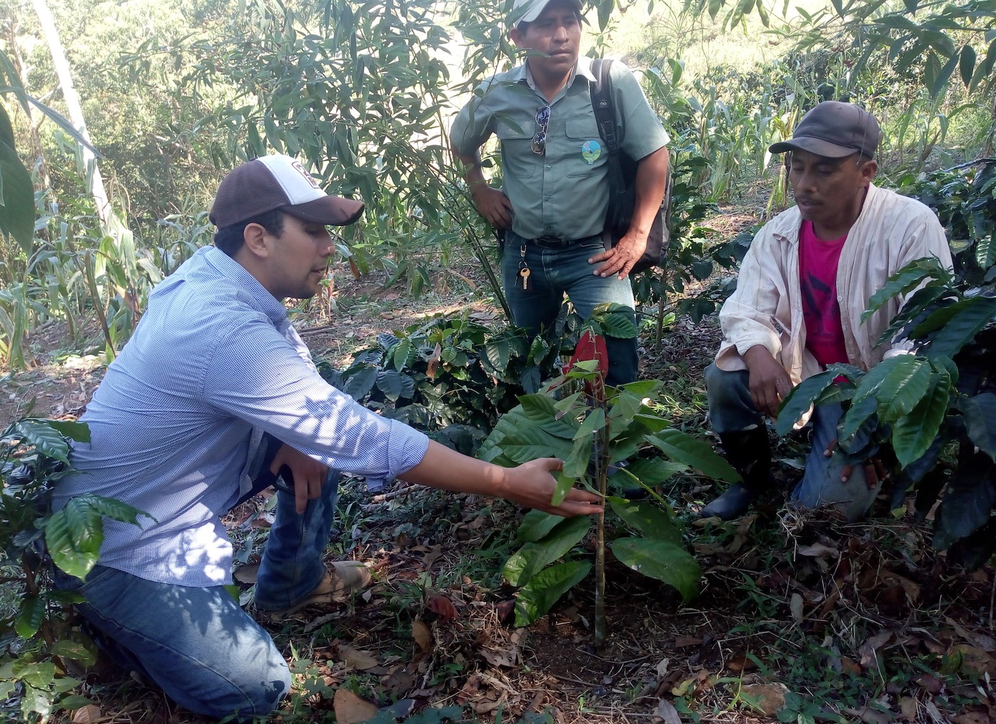 apodip-cacao-bio-equitable-78%