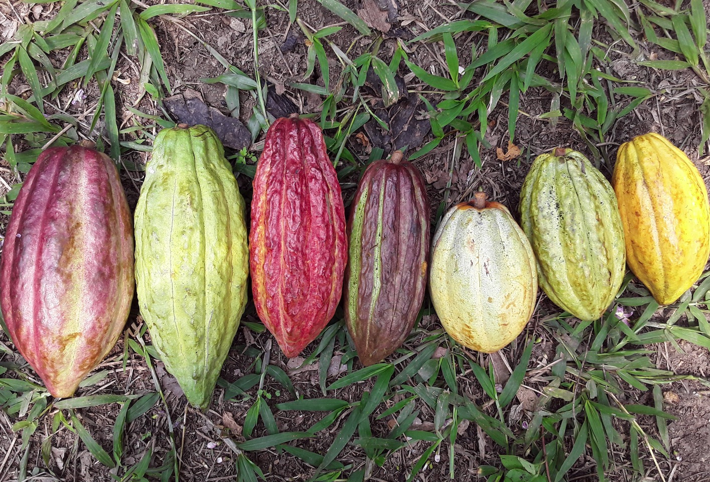 apodip-cacao-bio-equitable-78%