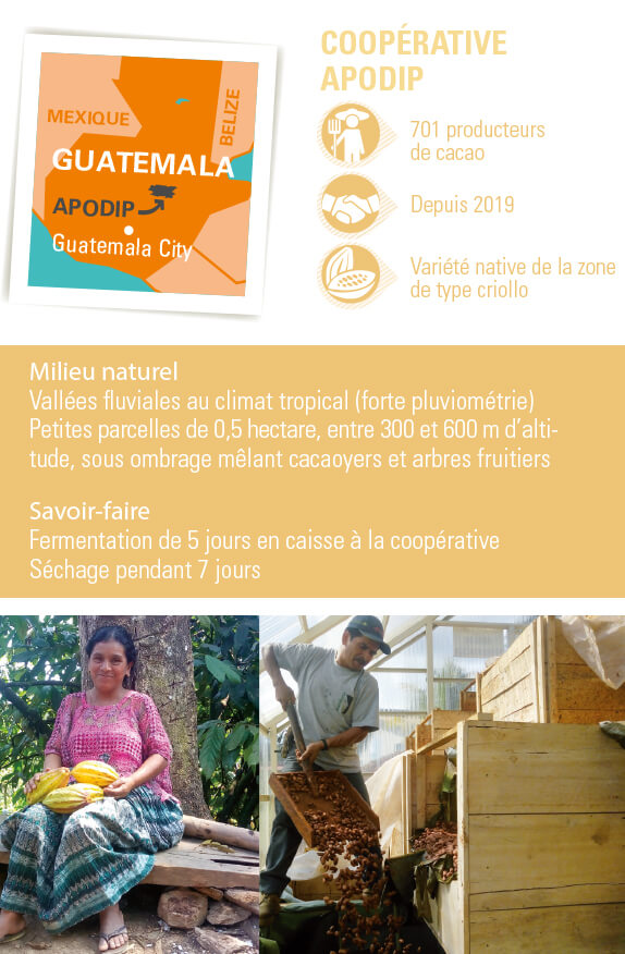 coopérative apodip cacao guatemala ethiquable