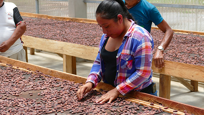 Cacao bio et équitable du Guatémala