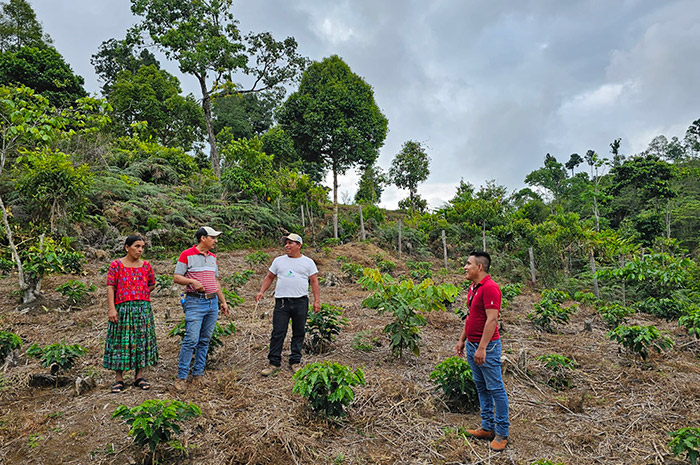 Production de café bio au Guatémala