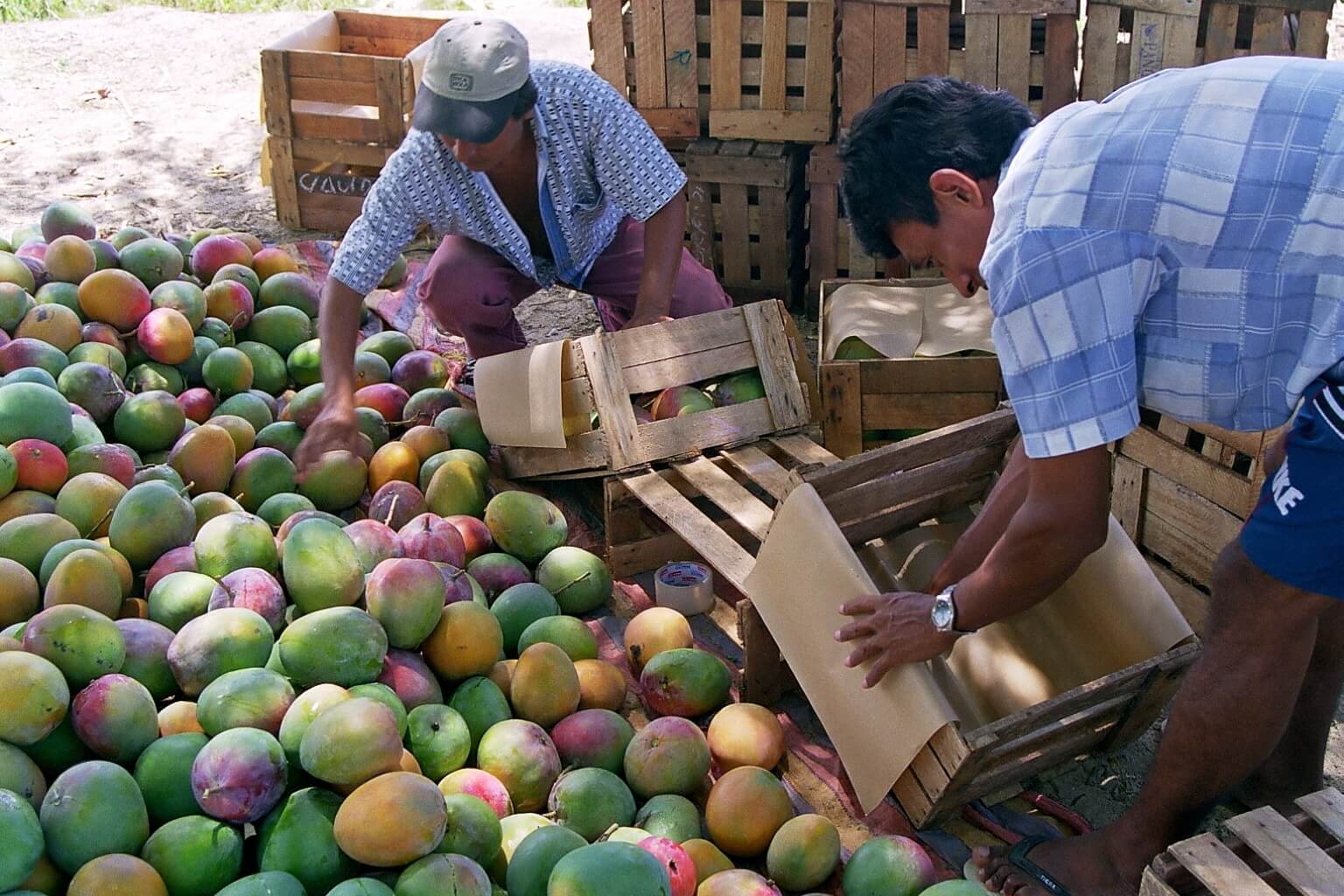 apromalpi mangue