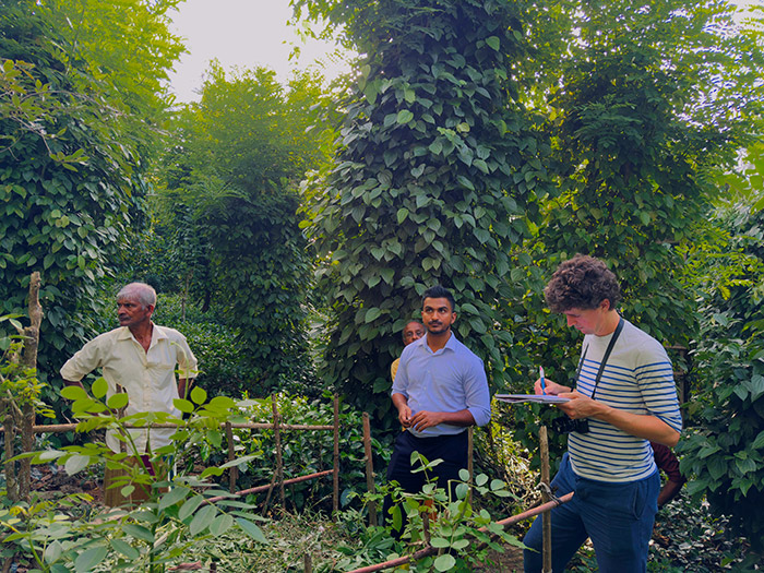 Culture du thé en agroécologie au Sri Lanka