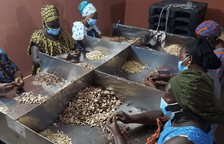 Atelier de transformation de noix de cajou au Sénégal