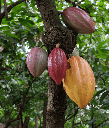 atsemawoe togo cacao ethiquable