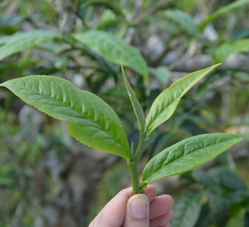ban lien thé vietnam équitable bio
