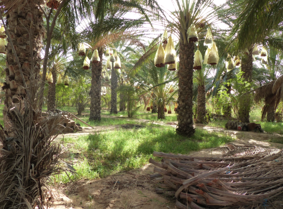 bijoux de l oasis de nouaiel