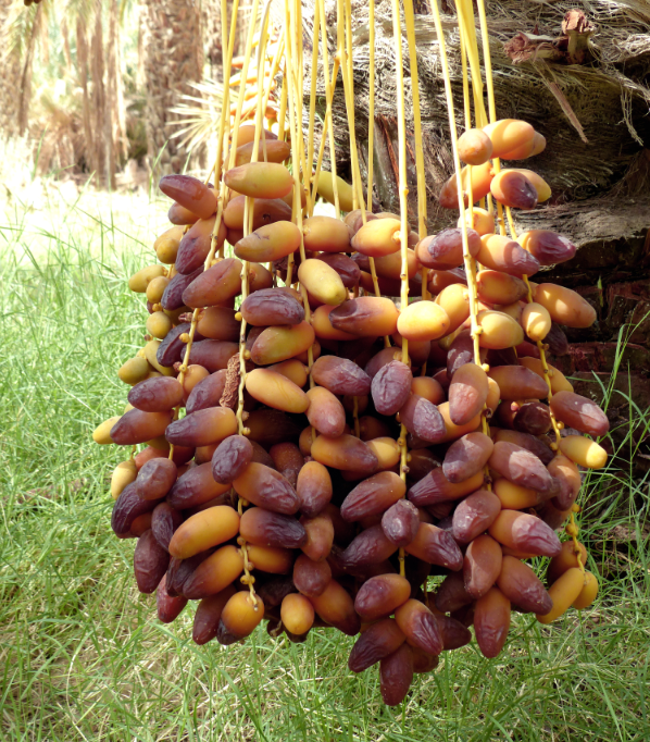 bijoux de l oasis de nouaiel
