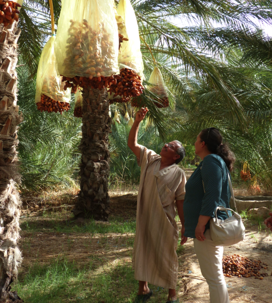 bijoux de l oasis de nouaiel