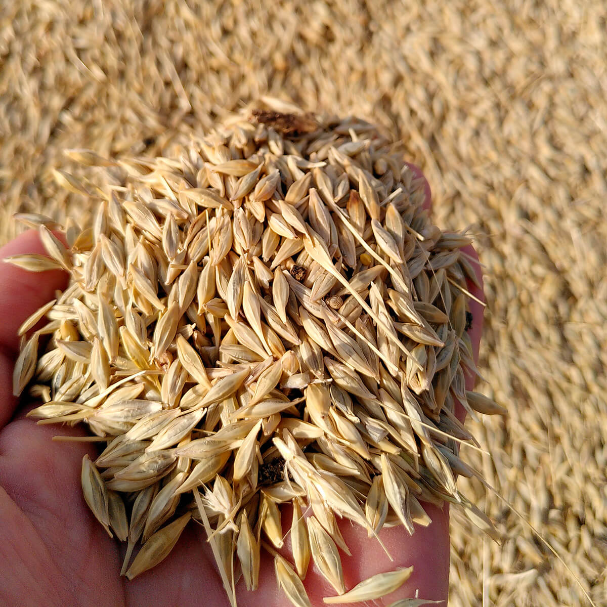 Culture du blé variété ancienne de Tunisie