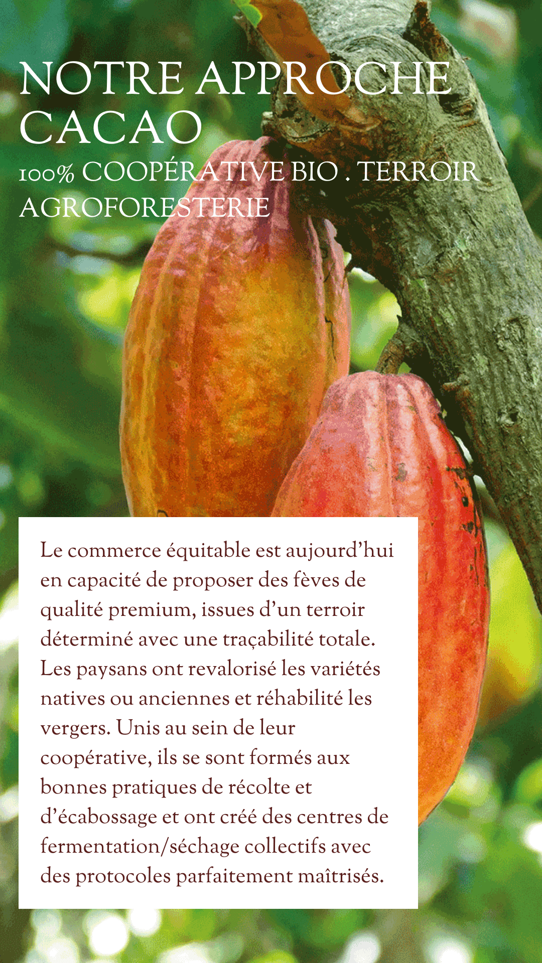 notre approche cacao
