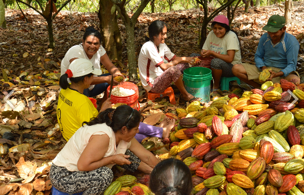 CACAO pérou cepraa ethiquable