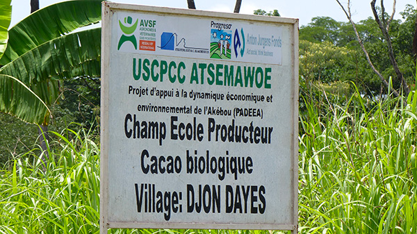 Champ école au sein de coopérative de producteurs de cacao
