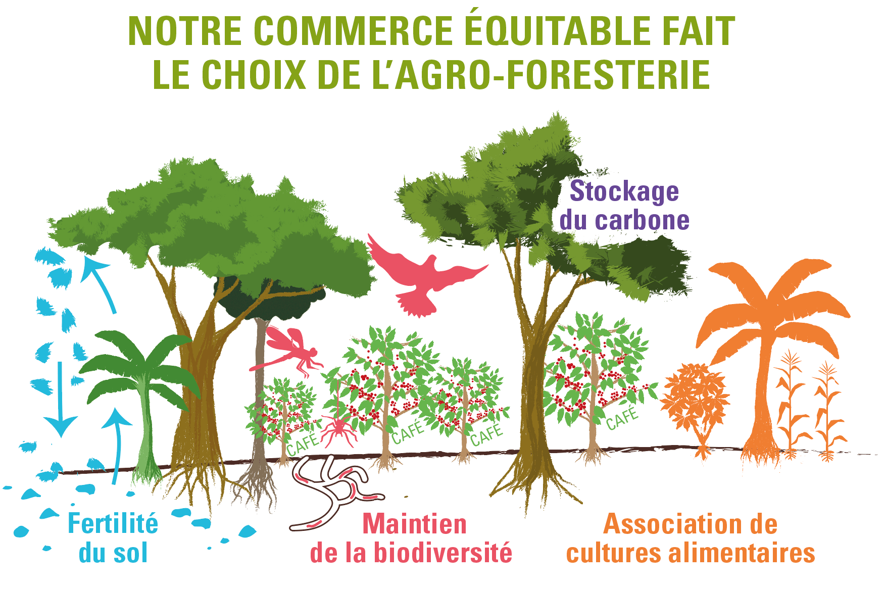 café agroforestier ethiquable