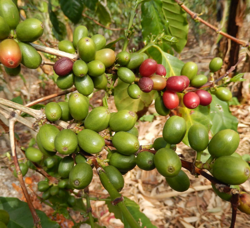 cafe cerise congo equitable bio kivu