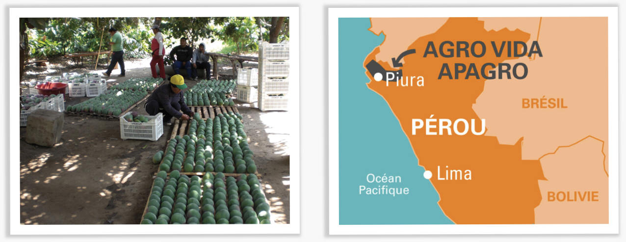 carte des coopératives petits producteurs mangue pérou ethiquable