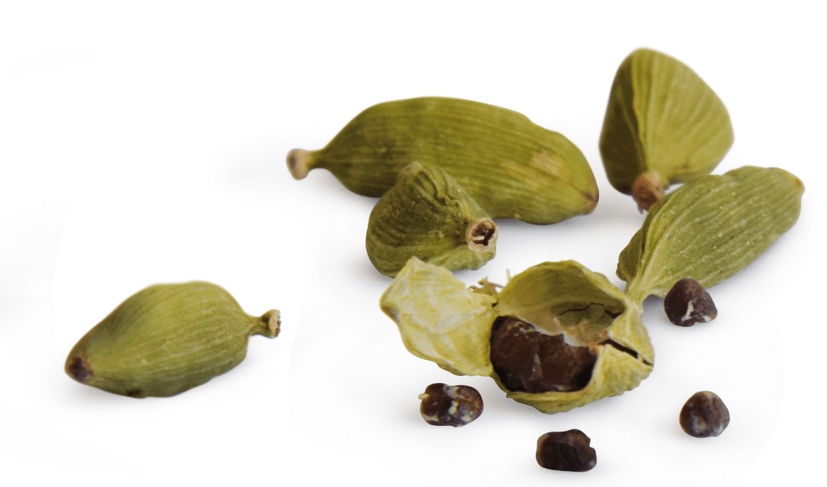 cardomome gros plan