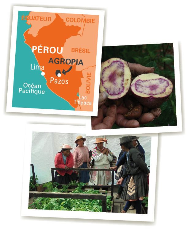 carte agropia chips