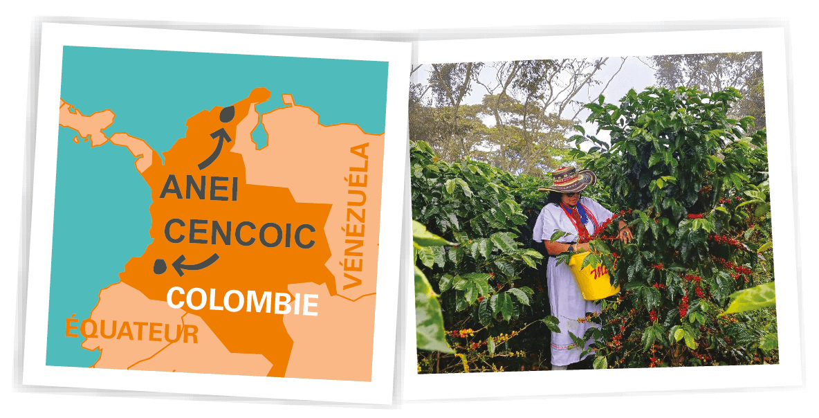 Carte café Colombie ANEI CENCOIC Ethiquable
