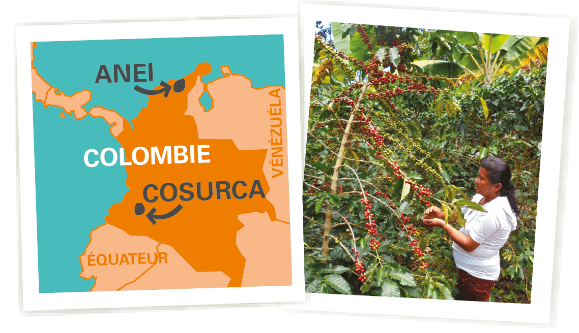 carte café coopérative colombie ethiquable