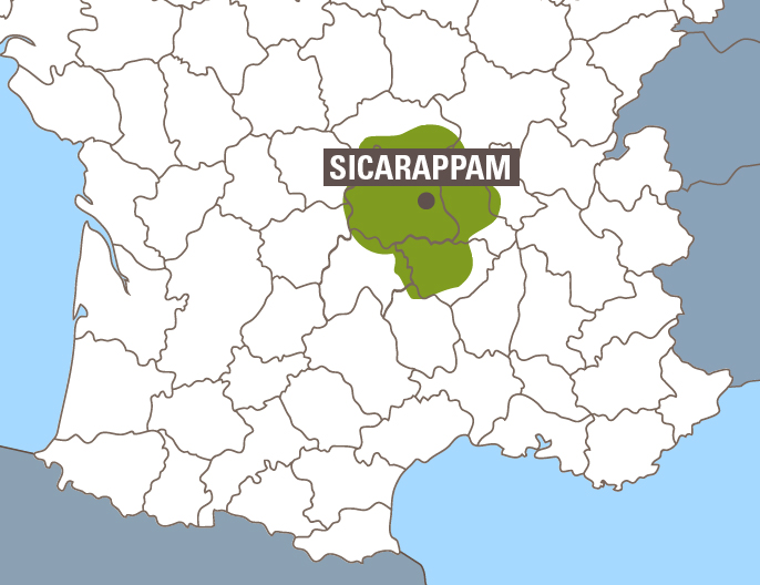 carte sicarappam