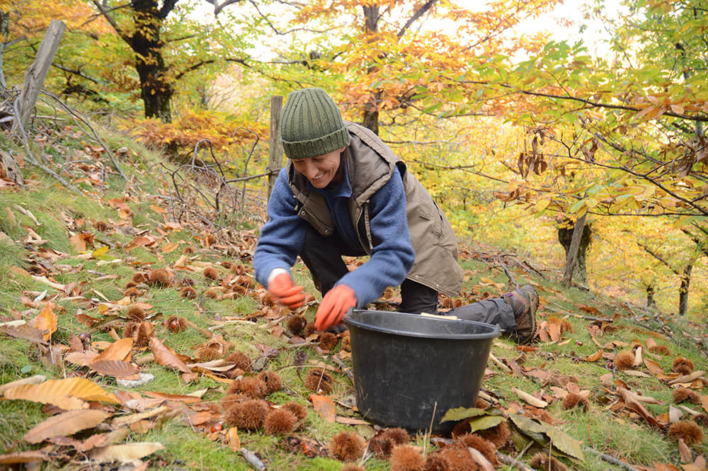 châtaigne bio équitable Ardèche paysans d'ici