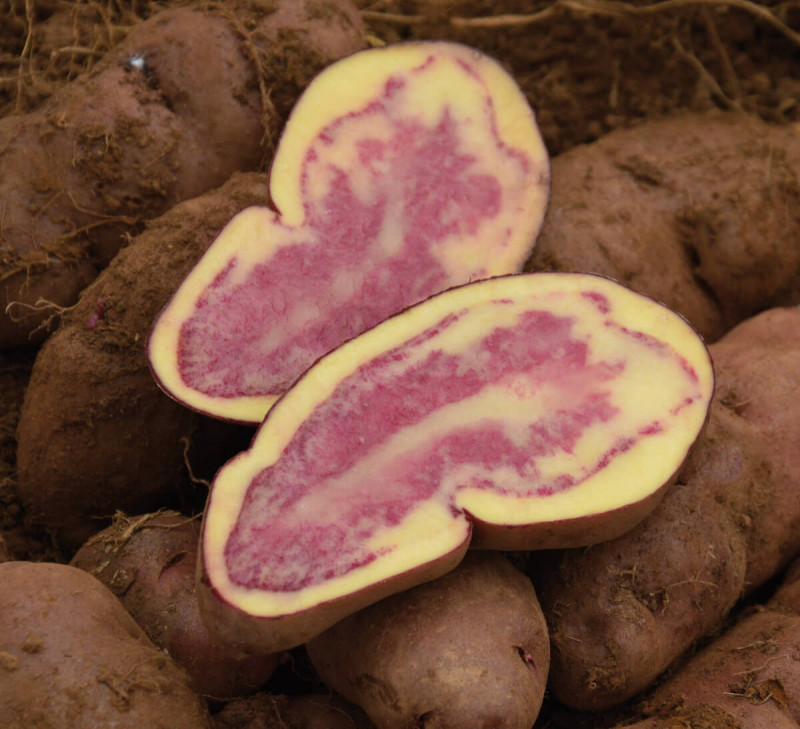 chips-de-pomme-de-terre-rouge-perou-equitable-bio-ethiquable