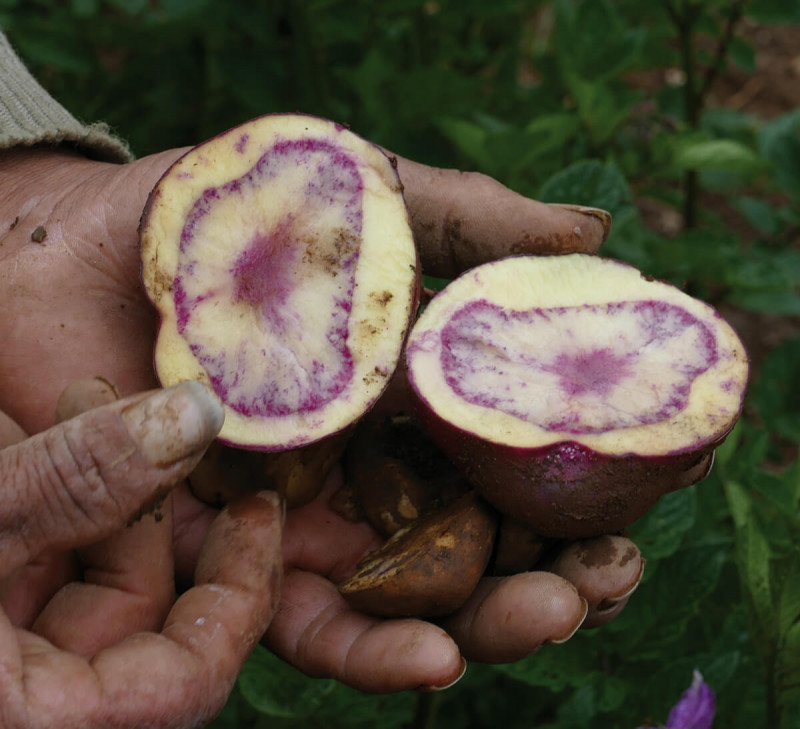 chips-de-pomme-de-terre-rouge-perou-equitable-bio-ethiquable