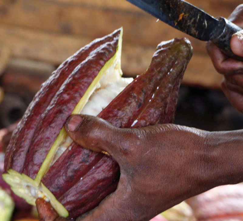 cacao-madagascar-equitable-bio