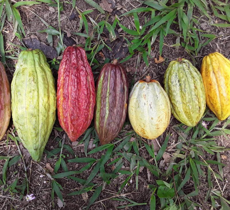 cacao-guatemala-equitable-bio