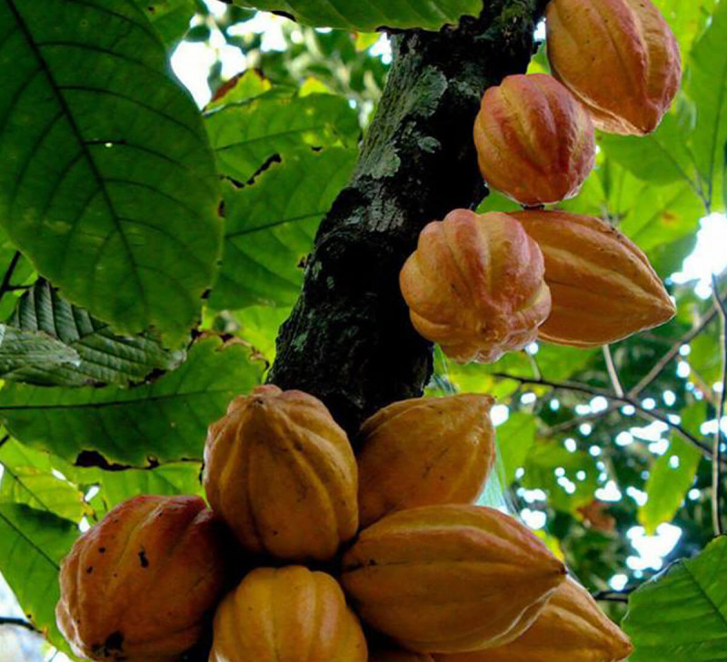 alto beni tarroir cacao