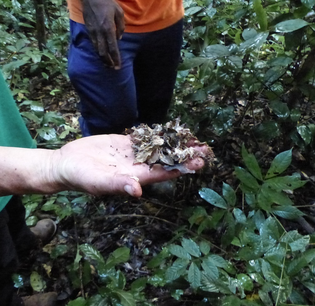 (64) Collecte d'humus de sol de forêt pour préparation fertilisant à base de micro-organismes