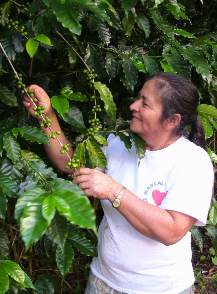 COMSA HONDURAS