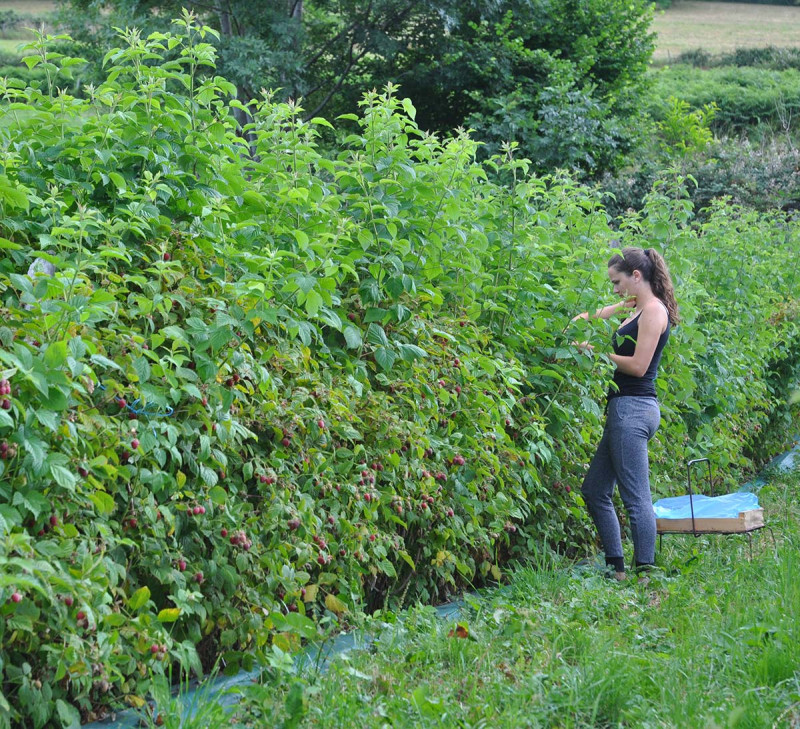 etic monts bio culture framboise france equitable bio
