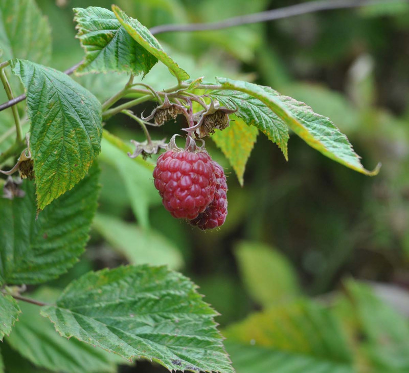 etic monts bio culture framboise france equitable bio
