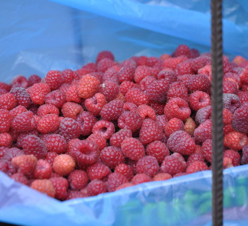 etic monts bio culture framboise france equitable bio