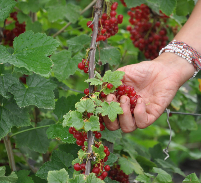 confiture-de-groseilles-france-equitable-bio